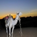 camel_bank_west_lux_v_0010_egy3088.jpg